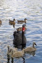 Vertical closeup shot of a black swan and its cygnets swimming in a lake Royalty Free Stock Photo