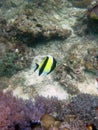 Vertical closeup shot of a black and yellow fish near coral reefs Royalty Free Stock Photo