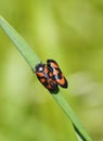 Vertical closeup shot of a blood sugarcade mating- Cercopidae on the grass