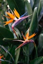 Vertical closeup shot of blooming birds-of-paradise flowers Royalty Free Stock Photo