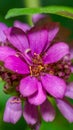 Vertical closeup shot of a blooming bright pink zenia flower