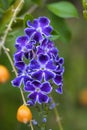 Vertical closeup shot of blooming bright purple duranta flowers