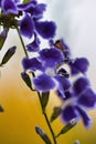 Vertical closeup shot of blooming bright purple duranta flowers