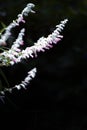 Vertical closeup shot of blooming bush sage branches Royalty Free Stock Photo