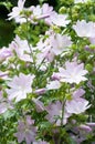 Vertical closeup shot of blooming musk mallow flowers Royalty Free Stock Photo
