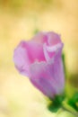 Vertical closeup shot of a blooming pink musk mallo Royalty Free Stock Photo