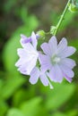 Vertical closeup shot of blooming pink musk mallow flowers Royalty Free Stock Photo