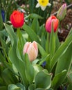 Vertical closeup shot of blooming pink red tulips in a garden Royalty Free Stock Photo