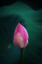Vertical closeup shot of a blooming pink water lily bud on a lake Royalty Free Stock Photo