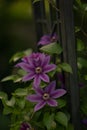 Vertical closeup shot of blooming purple asian virginsbower flowers in a garden Royalty Free Stock Photo