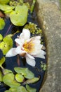 Vertical closeup shot of a blooming white lotus flower and green leaves in a pond Royalty Free Stock Photo