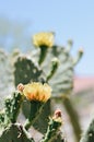 Vertical closeup shot of a blooming yellow flower on a cactus Royalty Free Stock Photo