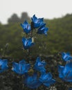 Vertical closeup shot of blue bellflowers (Campanula) with spider webs and dew