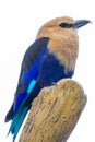 Vertical closeup shot of a blue-bellied roller bird perched on a branch Royalty Free Stock Photo