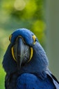 Vertical closeup shot of a blue Hyacinth Macaw parrot on blurry background Royalty Free Stock Photo