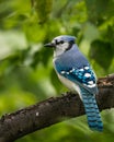 Vertical closeup shot of a blue jay bird perched on a wooden tree branch Royalty Free Stock Photo