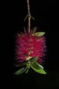 Vertical closeup shot of a bottlebrush plant on black background Royalty Free Stock Photo