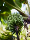 Vertical closeup shot of a branch of bananas