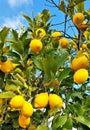 Vertical closeup shot of branches of ripe lemon