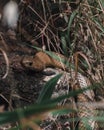 Vertical closeup shot of a brown cape cobra snake slithering on a rock Royalty Free Stock Photo