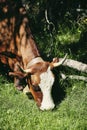 Vertical closeup shot of a brown cow grazing on the grass Royalty Free Stock Photo