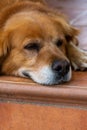 Vertical closeup shot of a brown cute dog lounging on stone steps Royalty Free Stock Photo