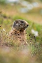 Vertical closeup shot of a brown furry marmot in the Austrian Alps Royalty Free Stock Photo