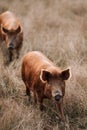 Vertical closeup shot of brown pigs walking in a field and looking at the camera