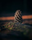 Vertical closeup shot of a brown pinecone on a mossy rock Royalty Free Stock Photo