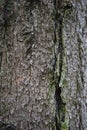 Vertical closeup shot of brown tree trunk