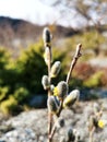 Vertical closeup shot of buds on a willow tree branch Royalty Free Stock Photo