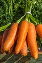 Vertical closeup shot of a bunch of fresh carrots Royalty Free Stock Photo