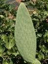 Vertical closeup shot of a cactus branch