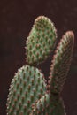Vertical closeup shot of a cactus with red flowers on blurred background Royalty Free Stock Photo