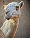 Vertical closeup shot of a camel head on blurred background Royalty Free Stock Photo