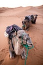 Vertical closeup shot of a camel sitting on the sand in a desert Royalty Free Stock Photo