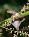 Vertical closeup shot of a Carolina Anole hanging on to a branch