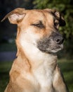 Vertical closeup shot of Carolina dog in the park Royalty Free Stock Photo