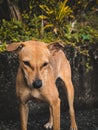 Vertical closeup shot of a Carolina dog in a park Royalty Free Stock Photo