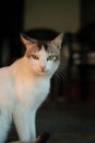 Vertical closeup shot of a cat with gray ears and white body looking on the side Royalty Free Stock Photo