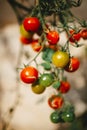 Vertical closeup shot of cherry tomatoes on a bush with a blurry background Royalty Free Stock Photo