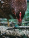 Vertical closeup shot of a chicken pecking at a fallen tree trunk in the middle of nature
