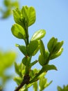 Vertical closeup shot of Chinese Fringe-tree The tree is dense and verdant, it is a good garden orna