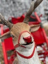 Vertical closeup shot of a Christmas reindeer in a red collar ready to ride the carriage Royalty Free Stock Photo