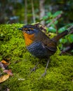 Vertical closeup shot of a Chucao tapaculo bird standing on a green surface in nature Royalty Free Stock Photo