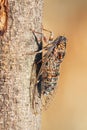 Vertical closeup shot of Cicada orni bug on a tree