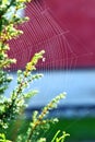 Vertical closeup shot of the cobweb on the branches of a small tree Royalty Free Stock Photo