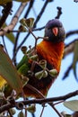 Vertical closeup shot of colorful loriini parrot seen from between leaves and branches of a tree Royalty Free Stock Photo