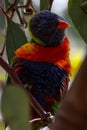 Vertical closeup  shot of colorful loriini parrot seen from between leaves and branches of a tree Royalty Free Stock Photo