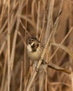 Vertical closeup shot of a common reed bunting bird perched at dark base of golden Norfolk reed